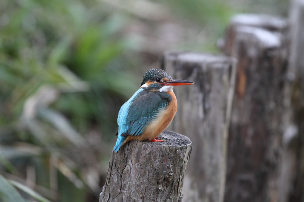 夕方公園に行くと、カワセミはそろそろ寝る準備のようで、近くまで行っても、知らんぷりされちゃったよ